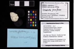 NHMW-GEO-2007z0149-0432_Ol_04.tifLemacola jenniferae (Robins, Feldmann, Schweitzer & Bonde, 2016)  (NHMW-GEO-2007z0149-0432)